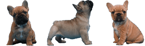 bouledogue francais de caractère